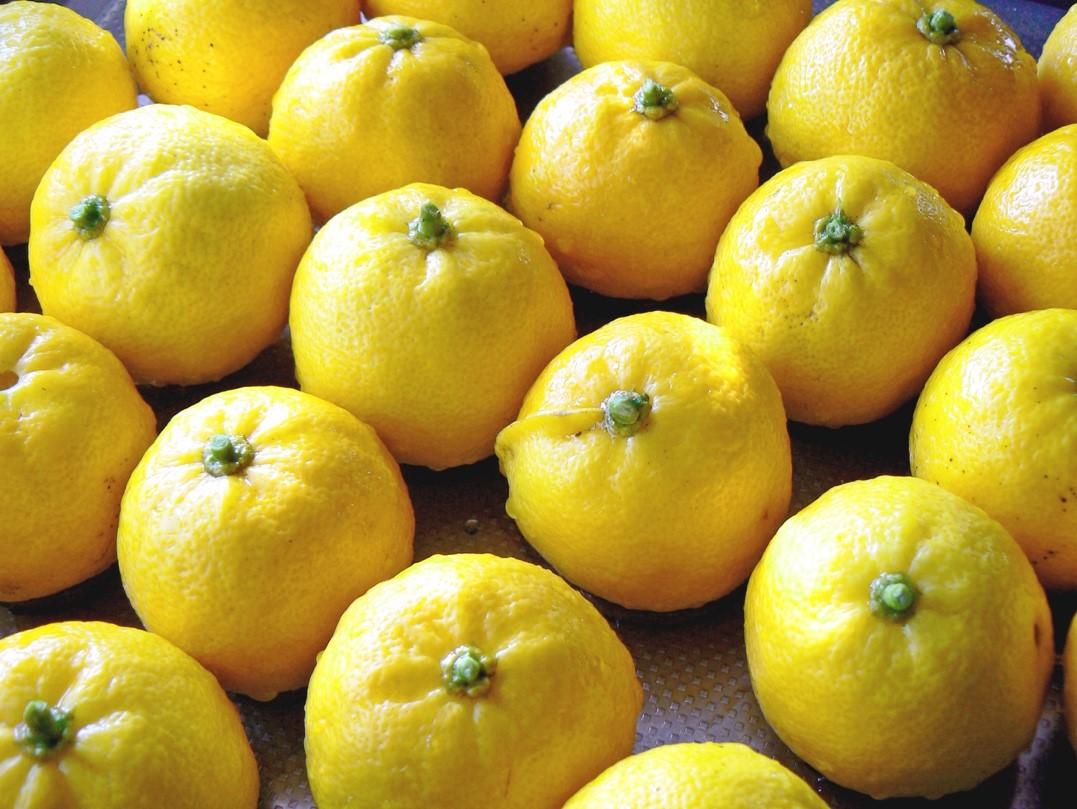 Des fruits yuzu à la couleur jaune dorée