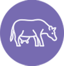 vaches milka