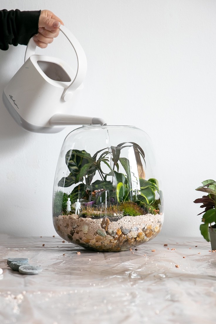 Une image contenant vase, plante d’intérieur, intérieur, planteDescription générée automatiquement