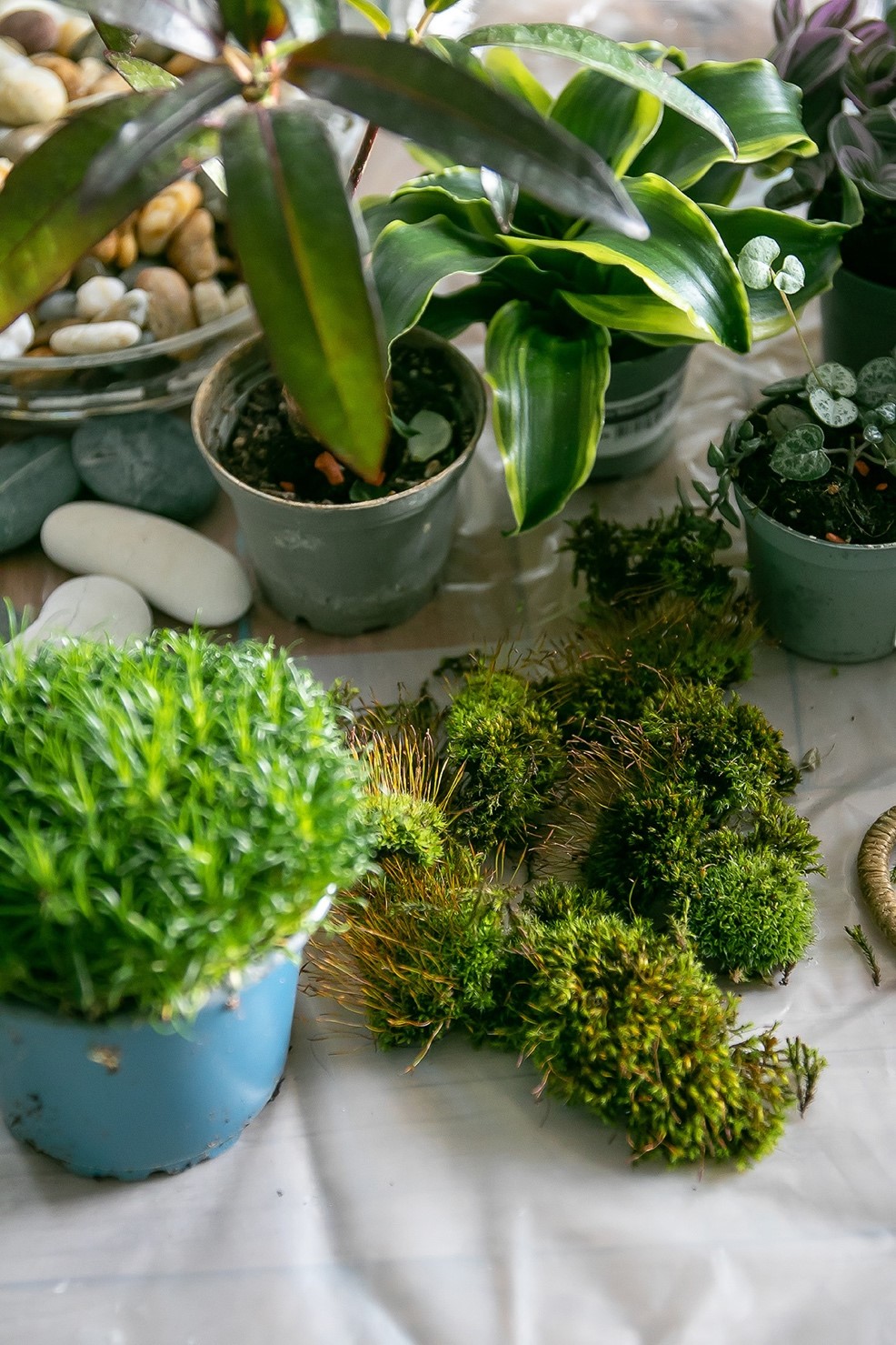 Une image contenant plante d’intérieur, pot de fleurs, herbe, Fines herbesDescription générée automatiquement