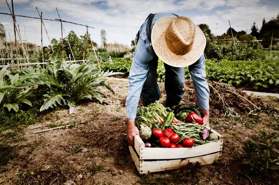 Un jardinier récolte les légumes de son potager