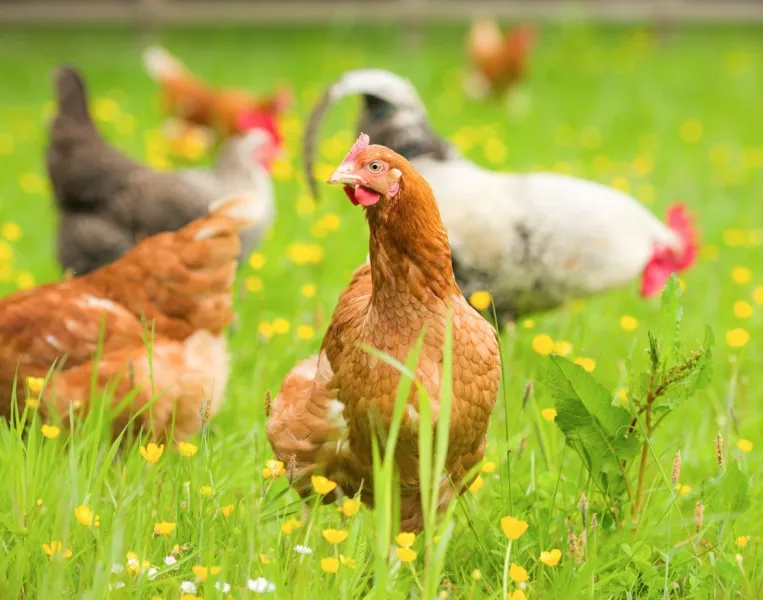 Un poulet dans un environnement bio