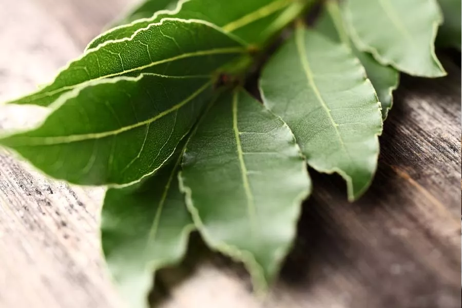 L’eucalyptus pour assainir l’air