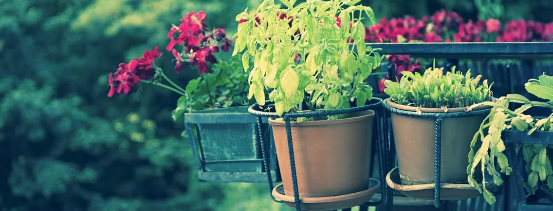 Les plantes d'extérieur les plus faciles d'entretien Eco-Verdure