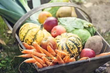 La Fête de la Gastronomie : au cœur du produit Un panier de fruits et légumes