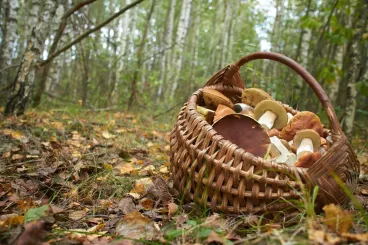 Un panier rempli de champignons dans une forêt