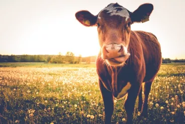 Le Salon International de l’Agriculture 2018