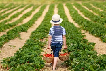 Des fruits et légumes frais à la ferme