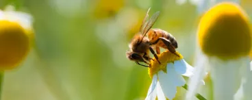 Aujourd’hui c’est la journée internationale de la biodiversité