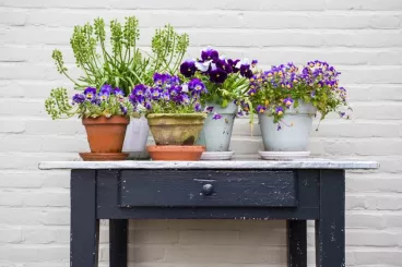 Des plantes vertes et fleurs violettes sur une table en bois