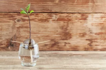 Un noyau d’avocat, avec racines et plante, dans un verre d’eau