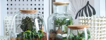 Deux terrariums en verre