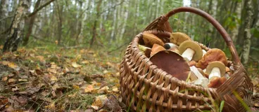 Un panier rempli de champignons dans une forêt