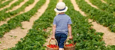 Des fruits et légumes frais à la ferme