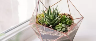 Un terrarium fait maison