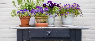 Des plantes vertes et fleurs violettes sur une table en bois