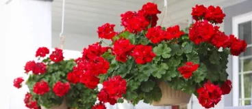 Vos meilleures astuces pour lutter contre les moustiques Des géraniums dans un jardin