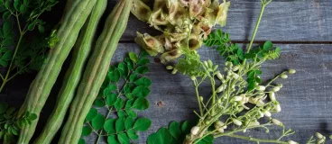 Des feuilles et branchage d’arbre tropical originaire d’Inde moringa