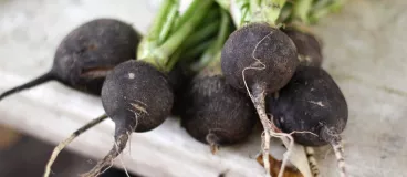 Les bienfaits du radis noir, votre allié détox Une botte de radis noir
