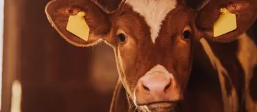 Salon de l’agriculture : tout un champ de découvertes Le Salon International de l’Agriculture 2019