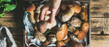 Tous aux champignons ! Une récolte de champignons
