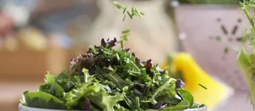 Fines herbes et aromates : la nature parfume votre cuisine !