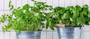 Le petit guide des fines herbes Des fines herbes