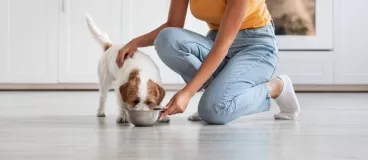 Un chien et un chat 