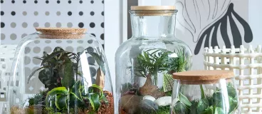 Deux terrariums en verre