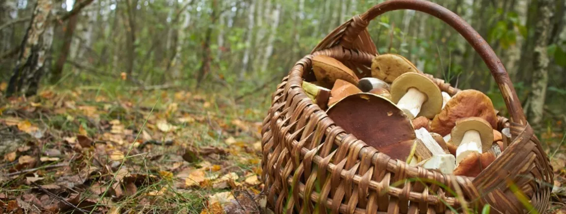 Un panier rempli de champignons dans une forêt