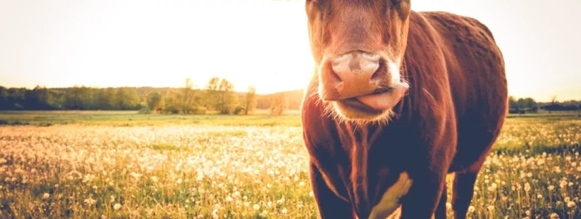 Le Salon International de l'Agriculture, on y va sur-le-champ ! Le Salon International de l’Agriculture 2018