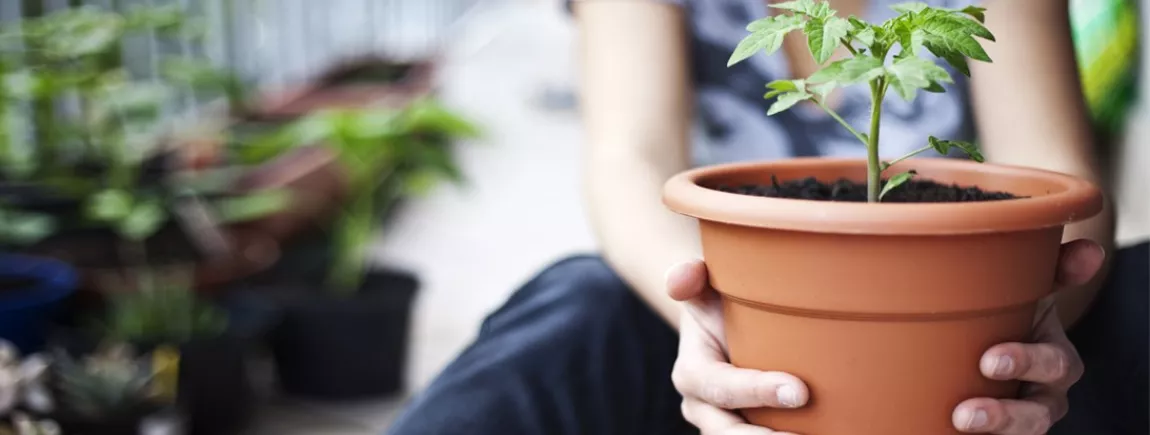 Un potager sur mon balcon Cultiver son potager sur son balcon