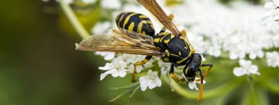 Une guêpe qui butine une fleur blanche