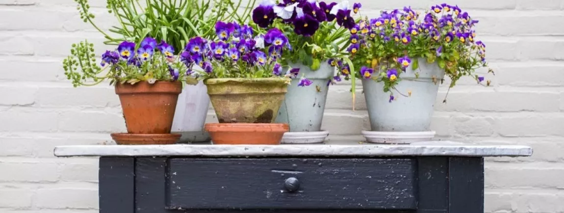 Des plantes vertes et fleurs violettes sur une table en bois