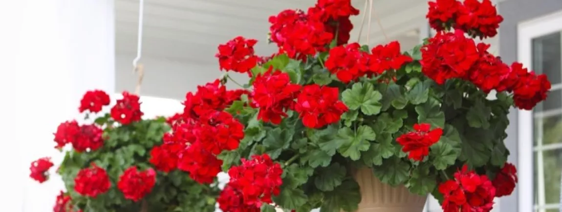 Vos meilleures astuces pour lutter contre les moustiques Des géraniums dans un jardin