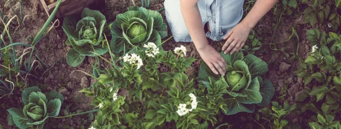 Une jeune femme agenouillée au milieu de ses légumes dans son jardin