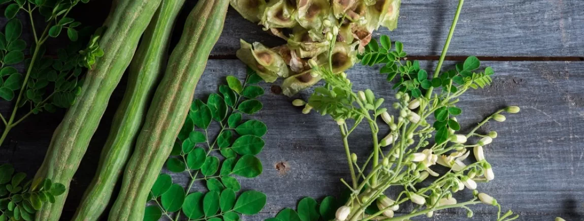 Des feuilles et branchage d’arbre tropical originaire d’Inde moringa