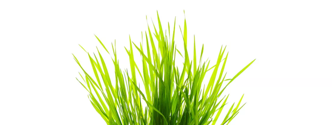 Comment enlever une tache d'herbe ? Tache d'herbe