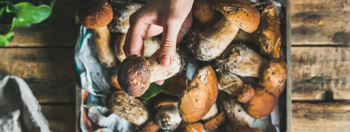 Une cueillette de champignons sous la pluie 