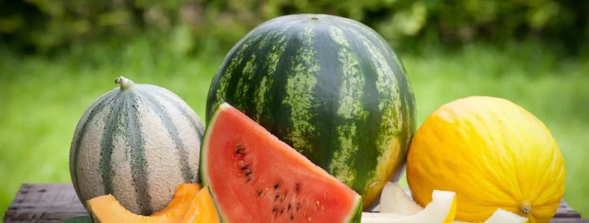 Des melons et des pastèques posés sur une table