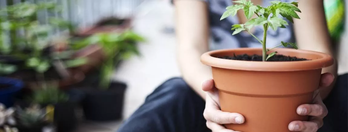 Nos astuces pour rendre leur éclat à vos terres cuites Plante en pot en terre cuite