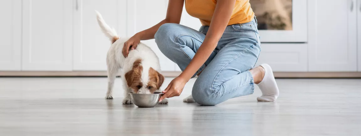 Un chien et un chat 