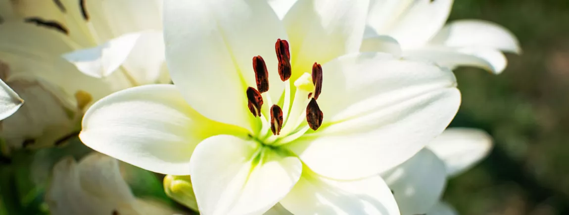 Comment enlever une tache de fleur de lys ? Tache sur un vêtement