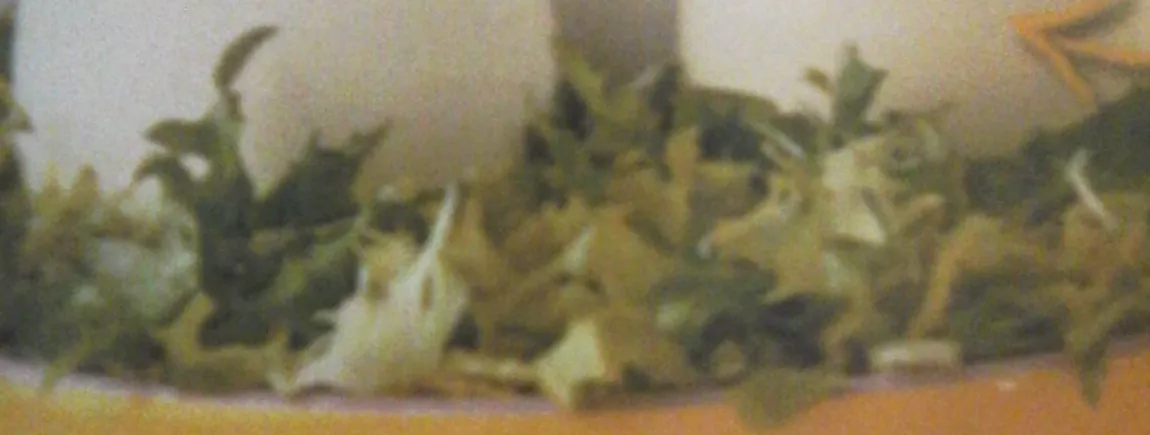 Mon nid de poussins Mon nid de poussins