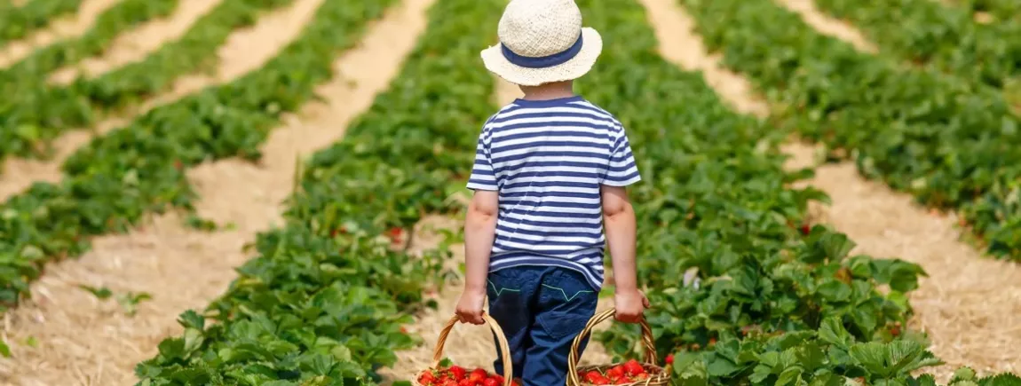 La cueillette à la ferme, une tendance qui a du bon ! Des fruits et légumes frais à la ferme