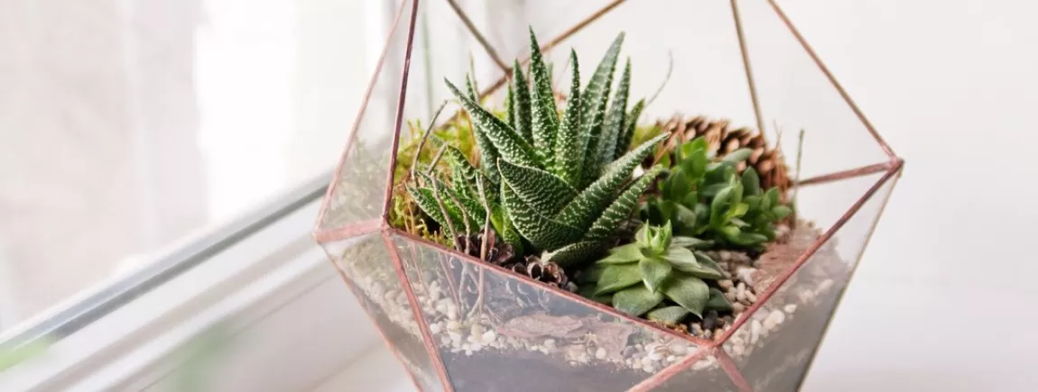 Terrariums et pikaplants : j'adopte une plante bijou dans mon salon ! Un terrarium fait maison